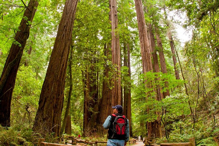 Walk among ancient redwood groves